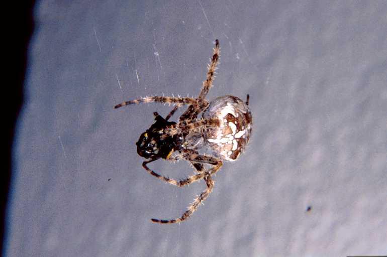 Araneus_diadematus_P1128_O_75_Les Gris_Frankrijk.jpg